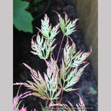 Trees ~ Acer palmatum 'Emerald Lace', Japanese Maple ~ Dancing Oaks Nursery and Gardens ~ Retail Nursery ~ Mail Order Nursery