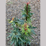Trees ~ Acer palmatum 'Kuro Hime', Japanese Maple ~ Dancing Oaks Nursery and Gardens ~ Retail Nursery ~ Mail Order Nursery