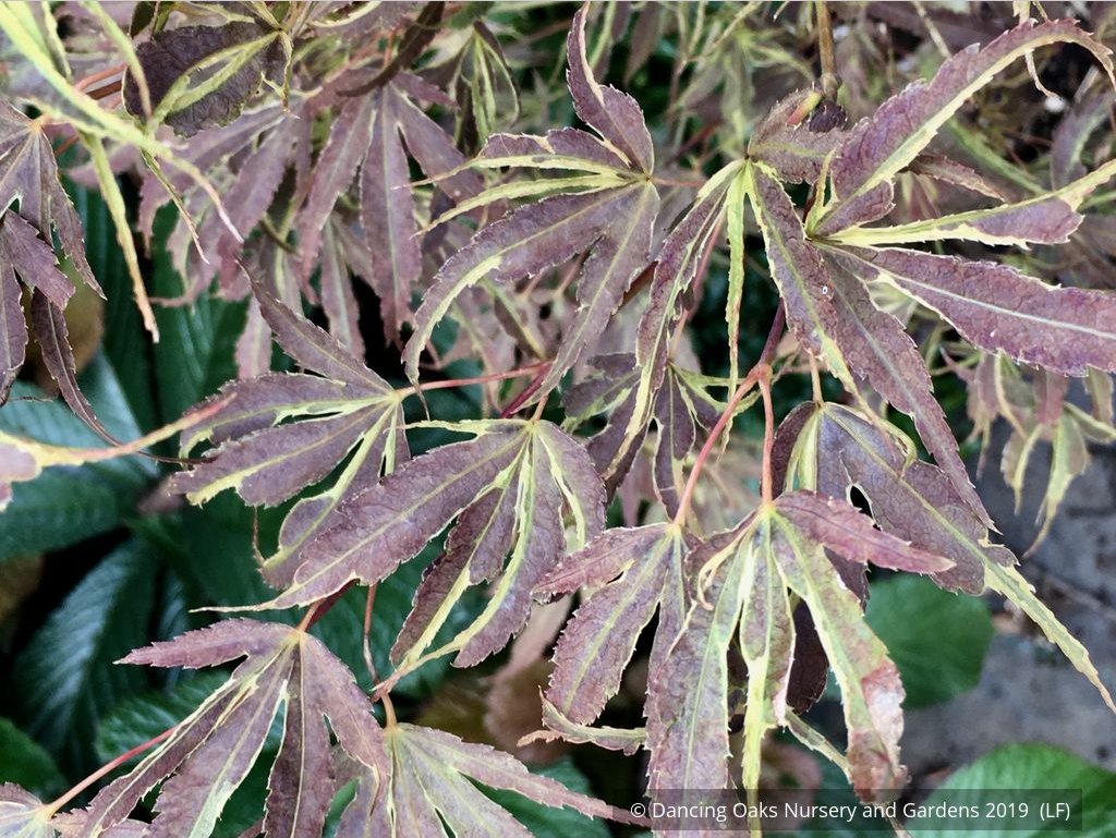 Trees ~ Acer palmatum 'Manyo no sato', Manyo no sato Japanese Maple ~ Dancing Oaks Nursery and Gardens ~ Retail Nursery ~ Mail Order Nursery