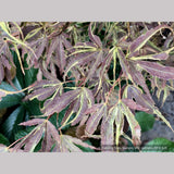 Trees ~ Acer palmatum 'Manyo no sato', Manyo no sato Japanese Maple ~ Dancing Oaks Nursery and Gardens ~ Retail Nursery ~ Mail Order Nursery