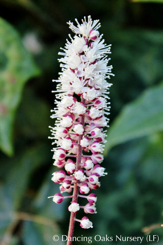 Perennials ~ Actaea (syn. Cimicifuga) 'Pink Spike', Bugbane or Snakeroot ~ Dancing Oaks Nursery and Gardens ~ Retail Nursery ~ Mail Order Nursery
