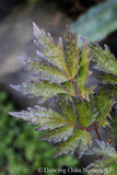 Perennials ~ Actaea (syn. Cimicifuga) 'Pink Spike', Bugbane or Snakeroot ~ Dancing Oaks Nursery and Gardens ~ Retail Nursery ~ Mail Order Nursery