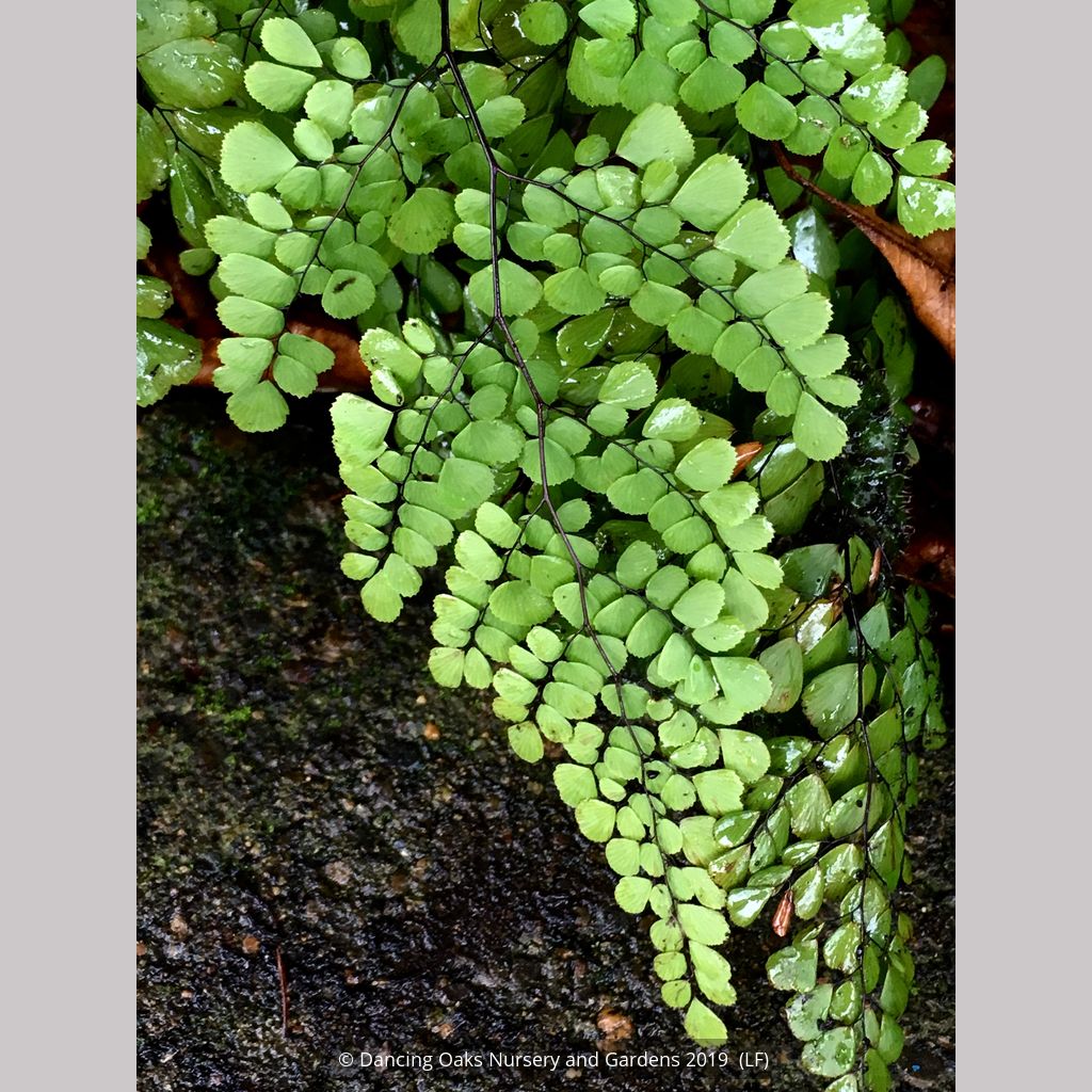 maidenhair fern hanging plant Adiantum venustum, Himalayan Maidenhair Fern