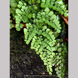 Ferns ~ Adiantum venustum, Himalayan Maidenhair Fern ~ Dancing Oaks Nursery and Gardens ~ Retail Nursery ~ Mail Order Nursery