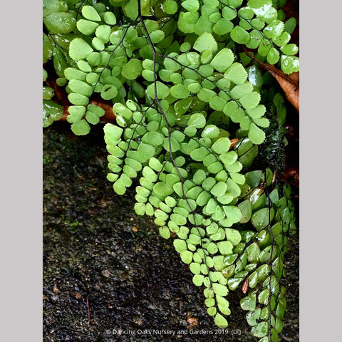 Ferns ~ Adiantum venustum, Himalayan Maidenhair Fern ~ Dancing Oaks Nursery and Gardens ~ Retail Nursery ~ Mail Order Nursery