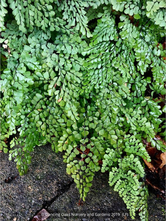 Ferns ~ Adiantum venustum, Himalayan Maidenhair Fern ~ Dancing Oaks Nursery and Gardens ~ Retail Nursery ~ Mail Order Nursery