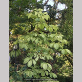 Trees ~ Aesculus hippocastenum 'Wisselink', Wisselink Horse Chestnut ~ Dancing Oaks Nursery and Gardens ~ Retail Nursery ~ Mail Order Nursery