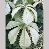 Trees ~ Aesculus hippocastenum 'Wisselink', Wisselink Horse Chestnut ~ Dancing Oaks Nursery and Gardens ~ Retail Nursery ~ Mail Order Nursery