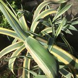 Perennials ~ Agave americana 'Variegata', Variegated Century Plant ~ Dancing Oaks Nursery and Gardens ~ Retail Nursery ~ Mail Order Nursery