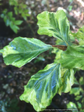 Trees ~ Fagus sylvatica 'Albomarginata' (syn. 'Albovariegata'), European Beech ~ Dancing Oaks Nursery and Gardens ~ Retail Nursery ~ Mail Order Nursery