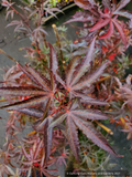 Trees ~  Acer palmatum 'Alpine Sunrise', Dwarf Japanese Maple~ Dancing Oaks Nursery and Gardens ~ Retail Nursery ~ Mail Order Nursery