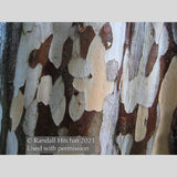 Trees ~ Amomyrtus aff. meli RCH383, Meli ~ Dancing Oaks Nursery and Gardens ~ Retail Nursery ~ Mail Order Nursery