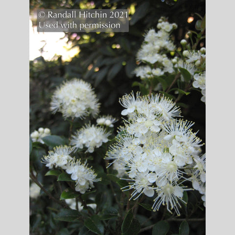 Trees ~ Amomyrtus aff. meli RCH383, Meli ~ Dancing Oaks Nursery and Gardens ~ Retail Nursery ~ Mail Order Nursery