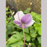 Perennials ~ Anemone 'Elfin Swan', Windflower ~ Dancing Oaks Nursery and Gardens ~ Retail Nursery ~ Mail Order Nursery
