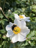 Anemone 'Elfin Swan', Windflower