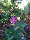 Anemone hupehensis var. japonica 'Pamina'