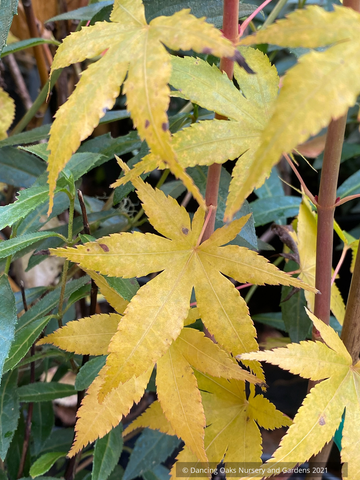 Acer palmatum 'Japanese Sunrise', Japanese Maple