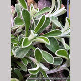 Perennials ~ Antennaria dioica 'Rubra', Pink Pussy Toes ~ Dancing Oaks Nursery and Gardens ~ Retail Nursery ~ Mail Order Nursery