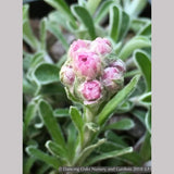 Perennials ~ Antennaria dioica 'Rubra', Pink Pussy Toes ~ Dancing Oaks Nursery and Gardens ~ Retail Nursery ~ Mail Order Nursery