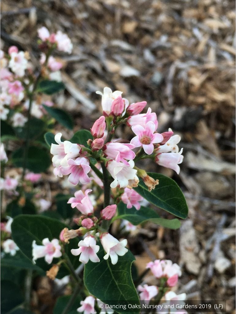 Perennials ~ Apocynum androsaemifolium, Spreading Dogbane ~ Dancing Oaks Nursery and Gardens ~ Retail Nursery ~ Mail Order Nursery