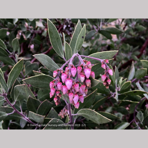 Shrubs ~ Arctostaphylos manzanita 'Elizabeth McClintock', Whiteleaf Manzanita ~ Dancing Oaks Nursery and Gardens ~ Retail Nursery ~ Mail Order Nursery