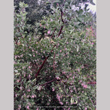 Shrubs ~ Arctostaphylos manzanita 'Elizabeth McClintock', Whiteleaf Manzanita ~ Dancing Oaks Nursery and Gardens ~ Retail Nursery ~ Mail Order Nursery