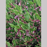 Shrubs ~ Arctostaphylos 'Klamath River', Klamath River Manzanita ~ Dancing Oaks Nursery and Gardens ~ Retail Nursery ~ Mail Order Nursery
