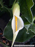 Perennials ~ Arum creticum, Cretan Arum ~ Dancing Oaks Nursery and Gardens ~ Retail Nursery ~ Mail Order Nursery