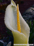 Perennials ~ Arum creticum, Cretan Arum ~ Dancing Oaks Nursery and Gardens ~ Retail Nursery ~ Mail Order Nursery