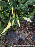 Perennials ~ Arum creticum, Cretan Arum ~ Dancing Oaks Nursery and Gardens ~ Retail Nursery ~ Mail Order Nursery