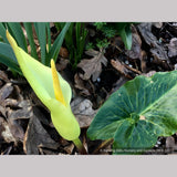 Perennials ~ Arum creticum, Cretan Arum ~ Dancing Oaks Nursery and Gardens ~ Retail Nursery ~ Mail Order Nursery