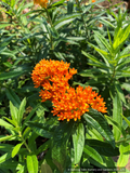 Perennials ~ Asclepias tuberosa, Butterfly Milkweed ~ Dancing Oaks Nursery and Gardens ~ Retail Nursery ~ Mail Order Nursery