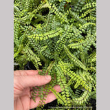 Ferns ~ Asplenium trichomanes, Common Spleenwort ~ Dancing Oaks Nursery and Gardens ~ Retail Nursery ~ Mail Order Nursery
