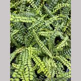 Ferns ~ Asplenium trichomanes, Common Spleenwort ~ Dancing Oaks Nursery and Gardens ~ Retail Nursery ~ Mail Order Nursery