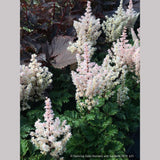 Perennials ~ Astilbe x crispa 'Lilliput', False Spirea ~ Dancing Oaks Nursery and Gardens ~ Retail Nursery ~ Mail Order Nursery