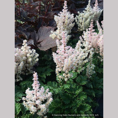 Perennials ~ Astilbe x crispa 'Lilliput', False Spirea ~ Dancing Oaks Nursery and Gardens ~ Retail Nursery ~ Mail Order Nursery