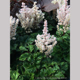 Perennials ~ Astilbe x crispa 'Lilliput', False Spirea ~ Dancing Oaks Nursery and Gardens ~ Retail Nursery ~ Mail Order Nursery
