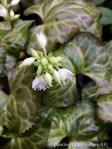 Perennials ~ Beesia calthifolia, Ginger-leaf False Bugbane ~ Dancing Oaks Nursery and Gardens ~ Retail Nursery ~ Mail Order Nursery