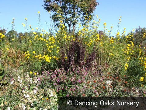 Shrubs ~ Berberis thunbergii 'Helmond Pillar', Japanese Barberry ~ Dancing Oaks Nursery and Gardens ~ Retail Nursery ~ Mail Order Nursery