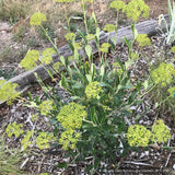 Shrubs ~ Bupleurum fruticosum, Shrubby Hare's Ear ~ Dancing Oaks Nursery and Gardens ~ Retail Nursery ~ Mail Order Nursery