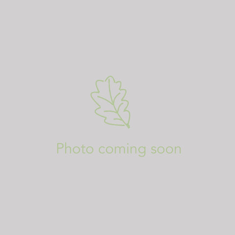 Perennials ~ Monarda fistulosa, Wild Bergamot or Bee Balm ~ Dancing Oaks Nursery and Gardens ~ Retail Nursery ~ Mail Order Nursery