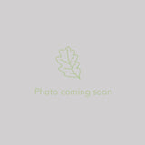 Perennials ~ Paeonia First Arrival 'Itoh', Intersectional Peony ~ Dancing Oaks Nursery and Gardens ~ Retail Nursery ~ Mail Order Nursery