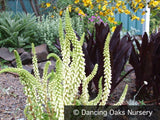 Biennials ~ Umbilicus luteus (syn. U. erectus), Navel of Venus ~ Dancing Oaks Nursery and Gardens ~ Retail Nursery ~ Mail Order Nursery
