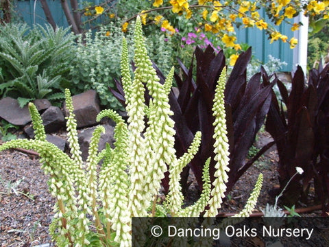 Biennials ~ Umbilicus luteus (syn. U. erectus), Navel of Venus ~ Dancing Oaks Nursery and Gardens ~ Retail Nursery ~ Mail Order Nursery