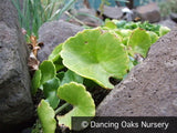 Biennials ~ Umbilicus luteus (syn. U. erectus), Navel of Venus ~ Dancing Oaks Nursery and Gardens ~ Retail Nursery ~ Mail Order Nursery