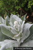Biennials ~ Verbascum bombyciferum 'Polarsommer', Turkish Mullein ~ Dancing Oaks Nursery and Gardens ~ Retail Nursery ~ Mail Order Nursery