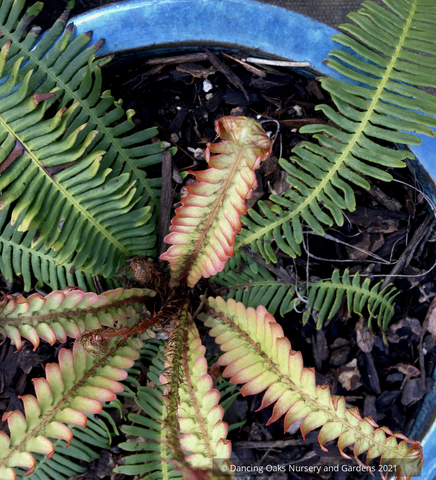 Ferns ~ Blechnum nipponicum, Japanese Deer Fern - Dancing Oaks Nursery and Gardens ~ Dancing Oaks Nursery and Gardens ~ Retail Nursery ~ Mail Order Nursery
