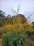 Perennials ~ Rosmarinus officinalis 'Blue Spires', Upright Rosemary ~ Dancing Oaks Nursery and Gardens ~ Retail Nursery ~ Mail Order Nursery