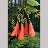 Vines ~ Bomarea caldasii ~ Dancing Oaks Nursery and Gardens ~ Retail Nursery ~ Mail Order Nursery