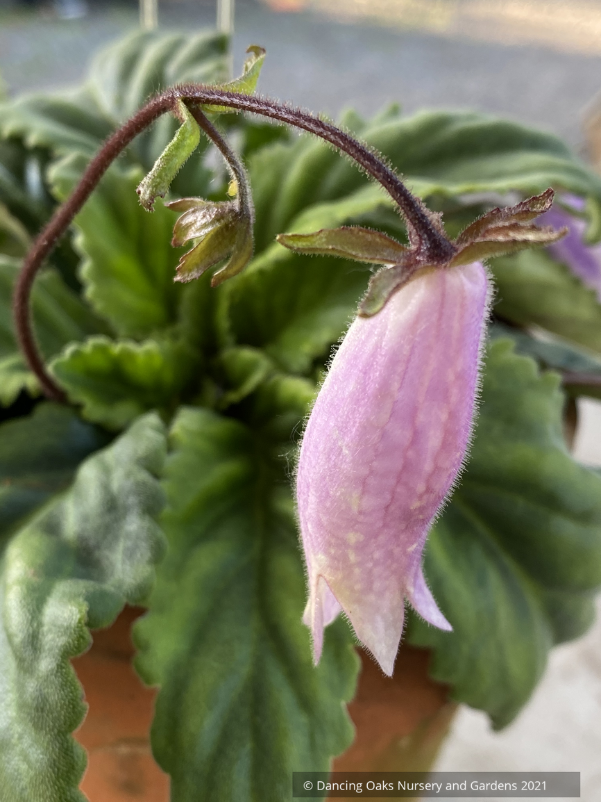 Oreocharis speciosa MD 15-17 (syn. Briggsia speciosa)